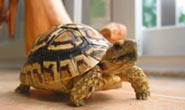 头盔龟属于什么品种