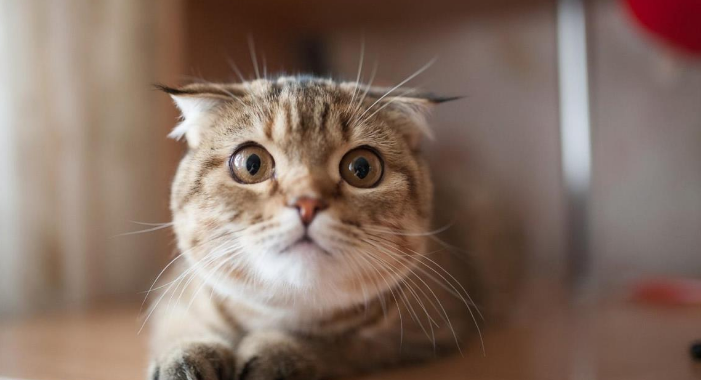 猫咪的耳朵流水是耳螨吗？耳螨可能引起耳炎等疾病