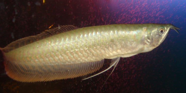 银龙鱼如何繁殖，银龙鱼的繁殖方法