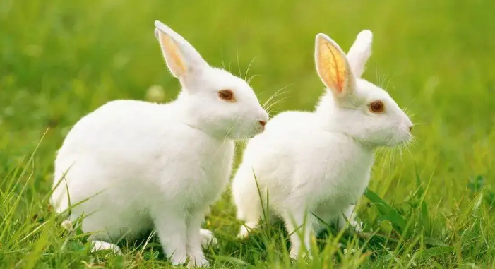 兔子吃什么草最好图片