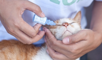 氯毒素眼药水猫能用吗