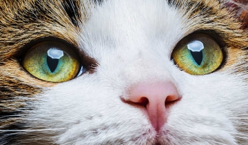 猫眼睛里白色粘稠物怎么办