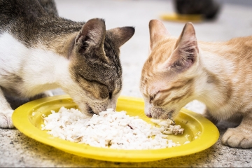 猫体检前可以吃东西吗