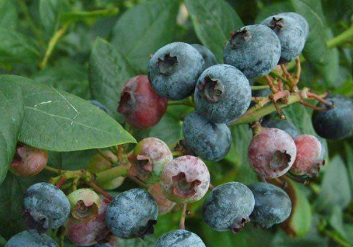 吃蓝莓会中毒吗 症状有哪些