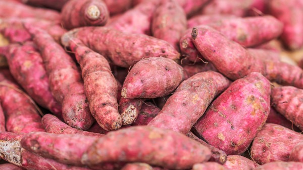 冬天红薯的保存方法 如何储存红薯不会烂？