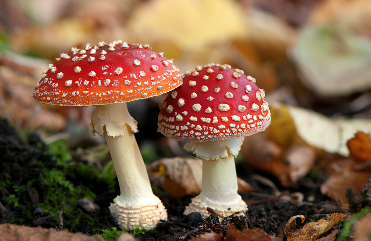 什么样的蘑菇一看就有毒？哪些人不能吃蘑菇？