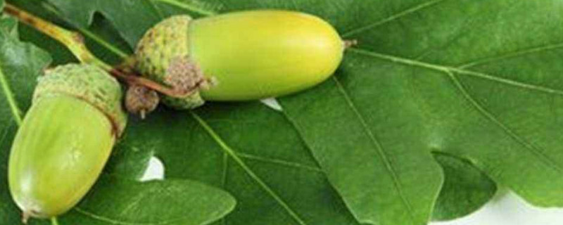 麻栎树果实怎么吃，麻栎树果子的功效与作用