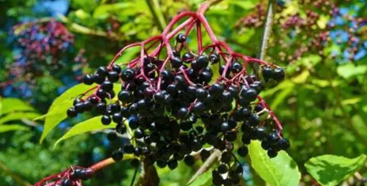 接骨木莓的功效作用，接骨木莓的营养成分