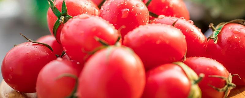 西红柿放冰箱能放多久 怎么判断西红柿是不是催熟的