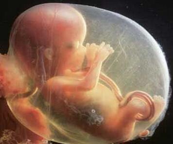 研究显示胎儿可能有记忆
