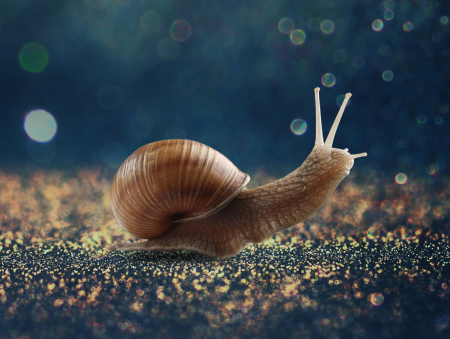 极速蜗牛的童话故事