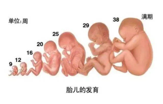 怀孕37-40周胎儿发育情况（37周发育标准数据）